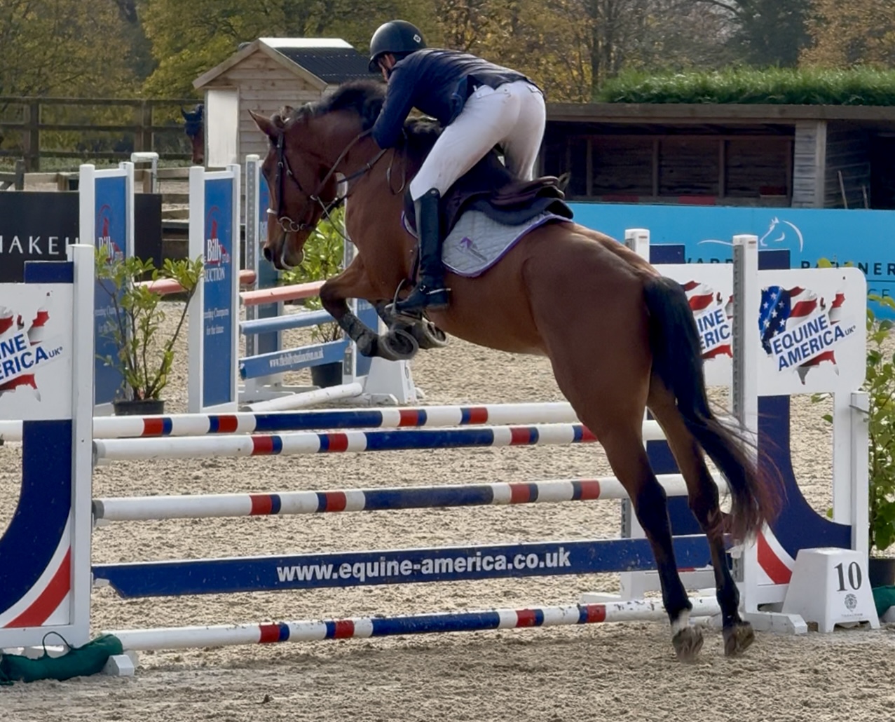 horse-image